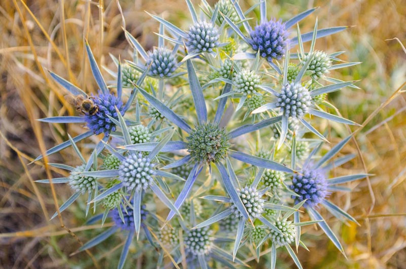 Eryngium amethystinum (Amethyst Sea Holly)